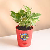 White Pothos Plant In Super Dad Pot