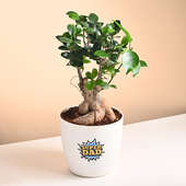 Buy Super Dad Ficus Bonsai Plant Online 