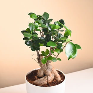 Send Super Dad Ficus Bonsai Plant Online 