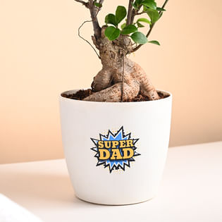 Order Super Dad Ficus Bonsai Plant Online 