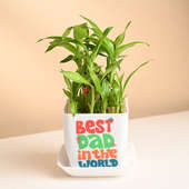 Lucky Bamboo Plant For Best Dad