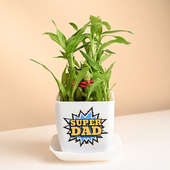 Lucky Bamboo Plant For Super Dad