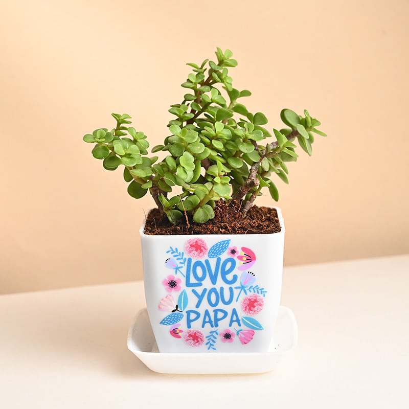 Jade Plant For Daddy Love