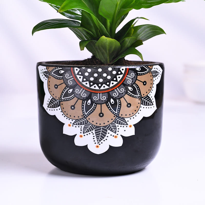 Peace Lily In Black Mandala Pot