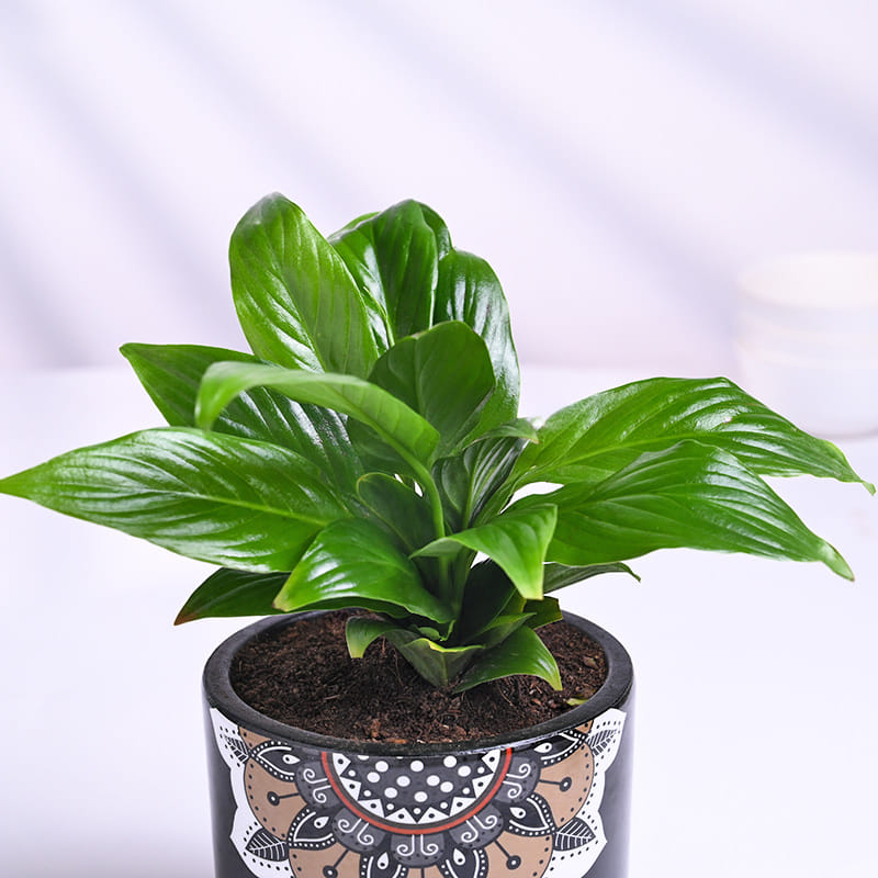 Peace Lily In Black Mandala Pot