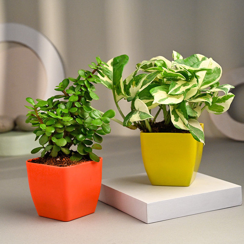 White Pothos N Jade Combo