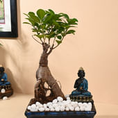 Serene Buddha And Bonsai