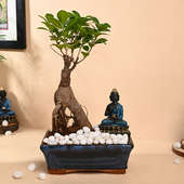 Ficus Bonsai Plant With Buddha Showpiece