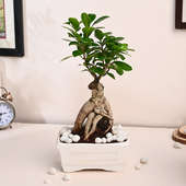 Ficus Bonsai Plant In Ceramic Tray