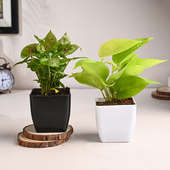 Syngonium N Money Plant In Blossom Pots