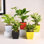 White Pothos, Jade, Money, N Syngonium Plant Set