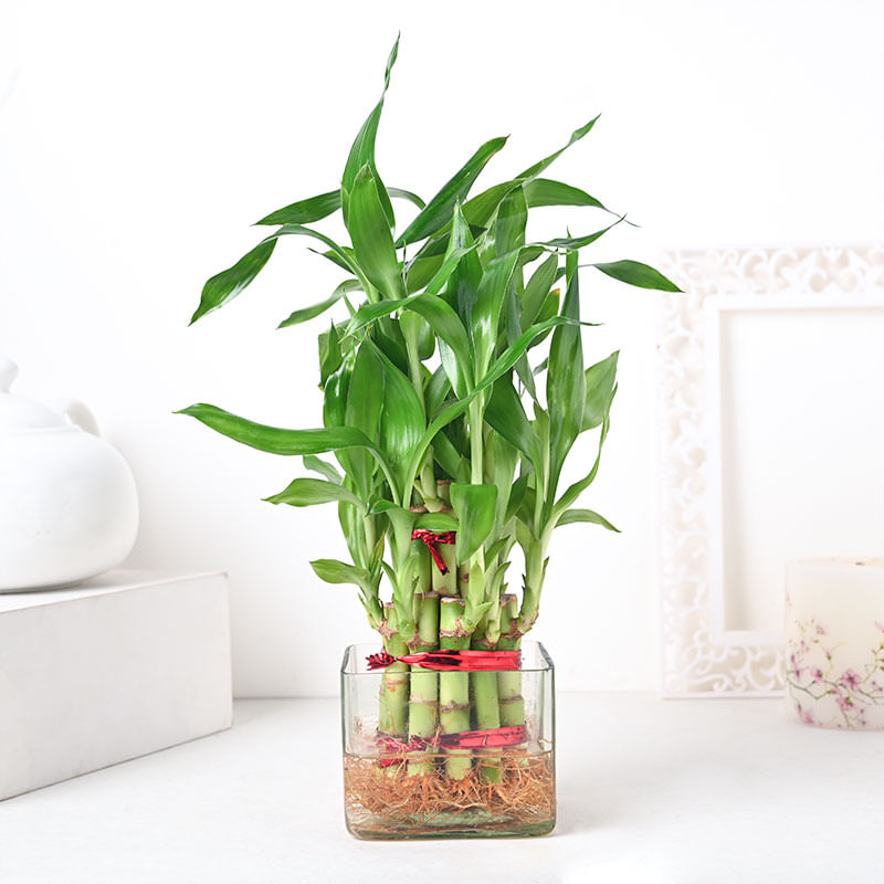 2 Layer Lucky Bamboo