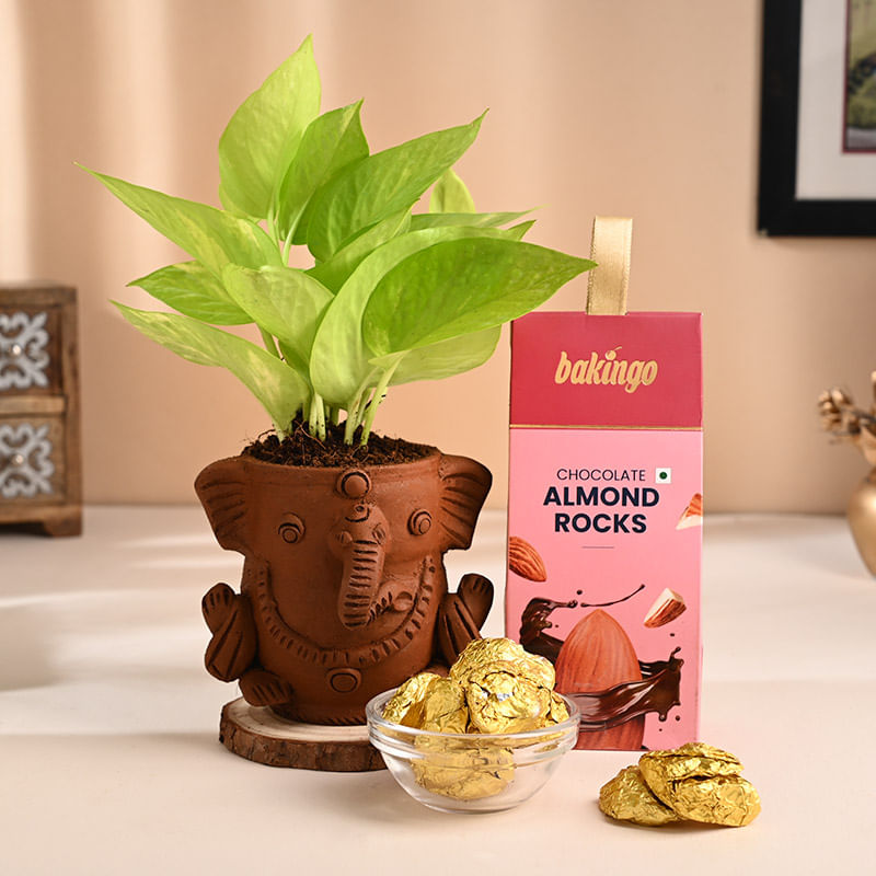 Golden Money Plant In Ganesha Pot With Almond Rocks