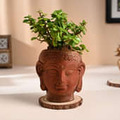 Jade Plant In Buddha Terracotta Pot