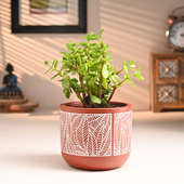 Jade Plant In Leaf Design Terracotta Pot