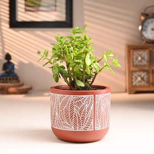 Jade Plant In Leaf Design Terracotta Pot