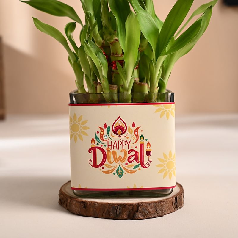 Two Layer Lucky Bamboo In Square Glass Pot with Diwali sleeve