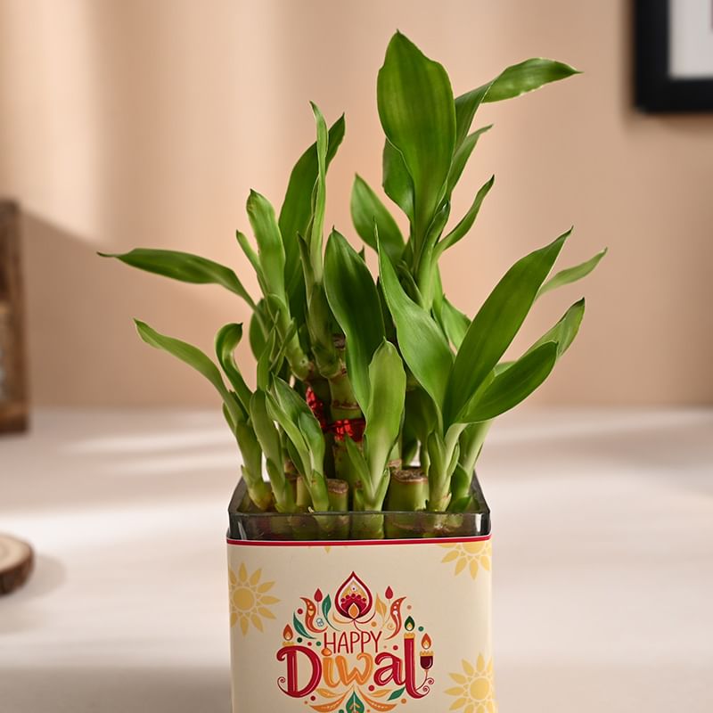 Two Layer Lucky Bamboo In Square Glass Pot with Diwali sleeve