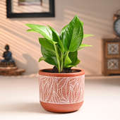 Money Plant In Stylish Terracotta Pot