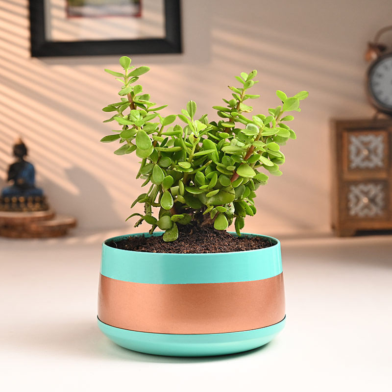 Jade Plant In Chic Metal Pot