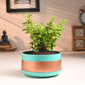 Jade Plant In Chic Metal Pot