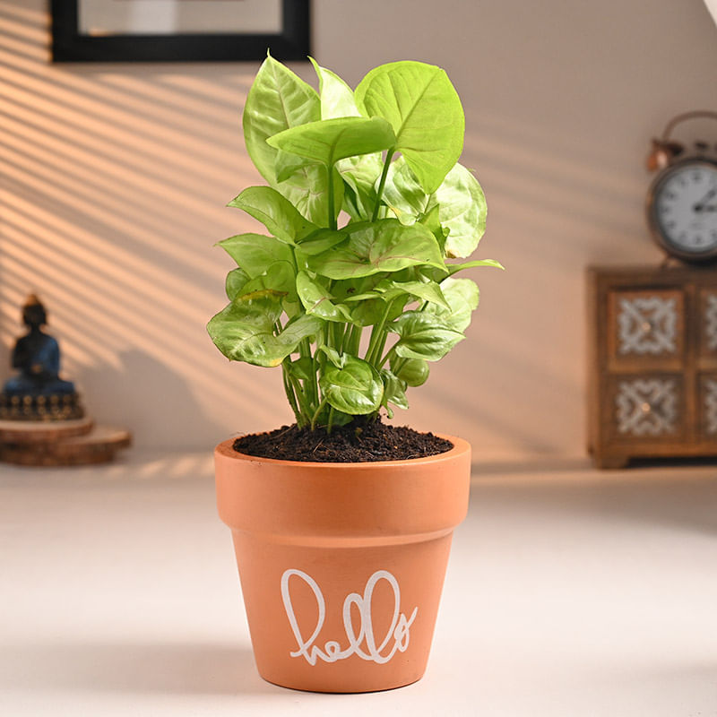 Syngonium Plant In Hello Pot