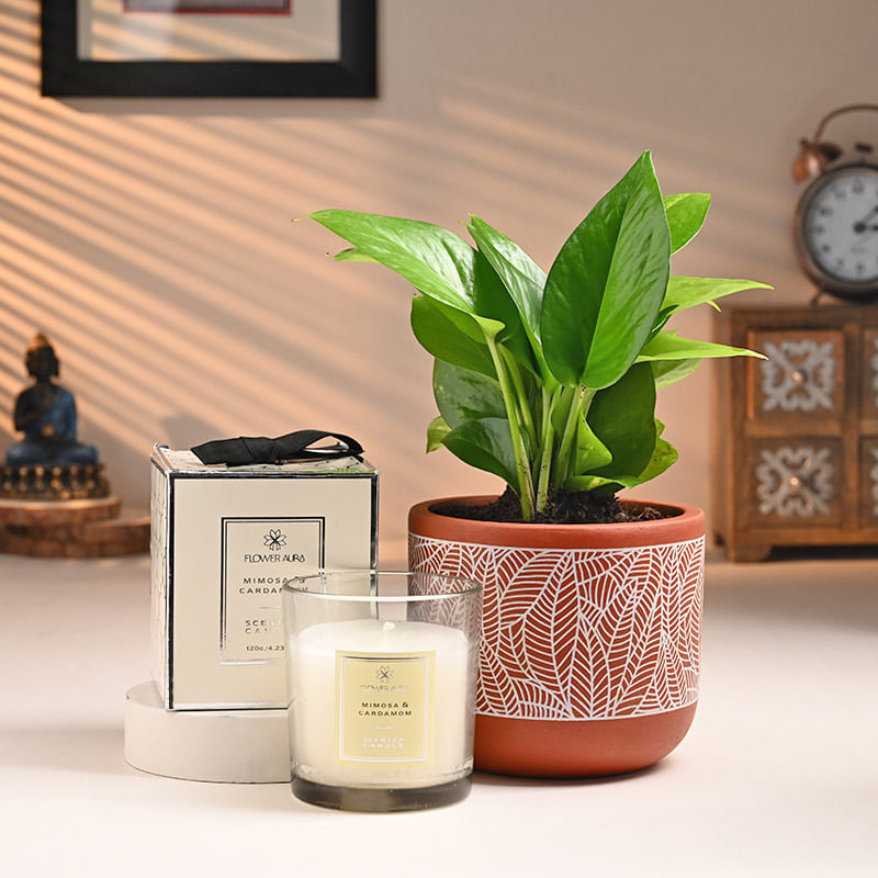 Money Plant With Scented Candle