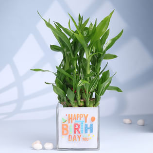 Lucky Bamboo Birthday Plant In Stylish Vase