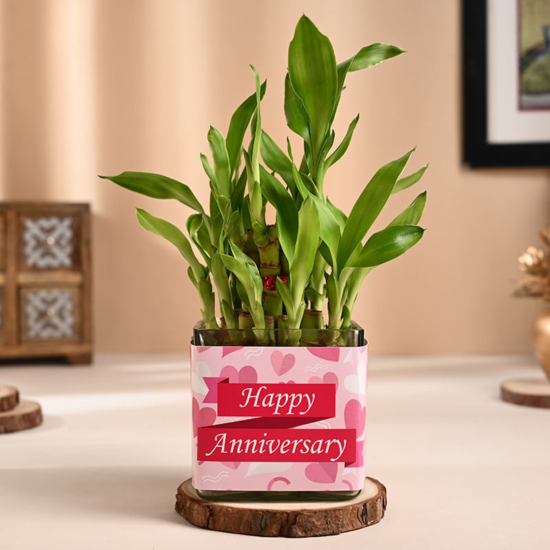 Lucky Bamboo Anniversary Plant