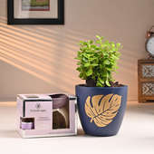 Jade Plant And French Lavender Oil Burner Combo