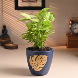 Syngonium Plant In Golden Leaf Terracotta Pot