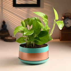 Money Plant In Trendy Metal Pot