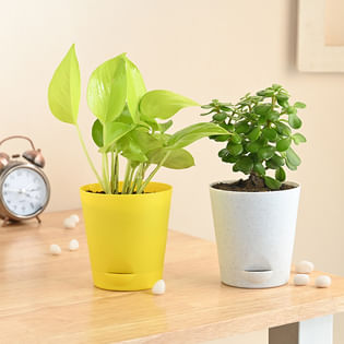 Jade N Golden Money Plants In Self Watering Pots