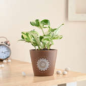 White Pothos In Mandala Pot Corp