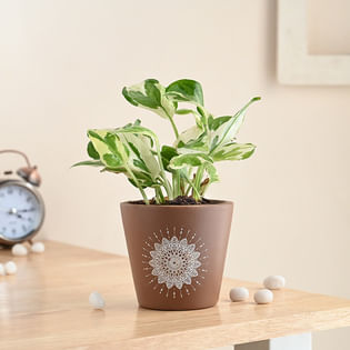 White Pothos In Mandala Pot Corp