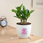 Zamia Plant For Loving Mom