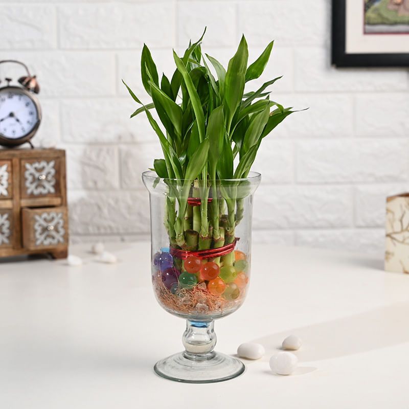 Lucky Bamboo In Samadhan Glass Vase