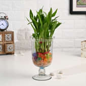 Lucky Bamboo In Samadhan Glass Vase