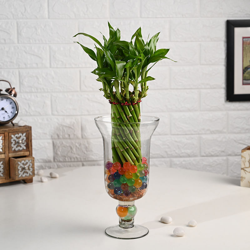 Spiral Lucky Bamboo In Glass Vase