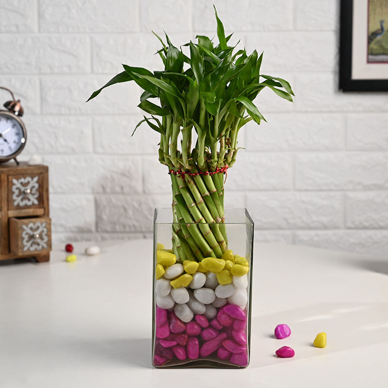 Spiral Lucky Bamboo In Square Glass Vase