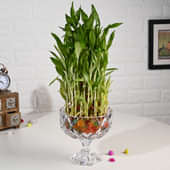 Lucky Bamboo In Diamond Cut Vase