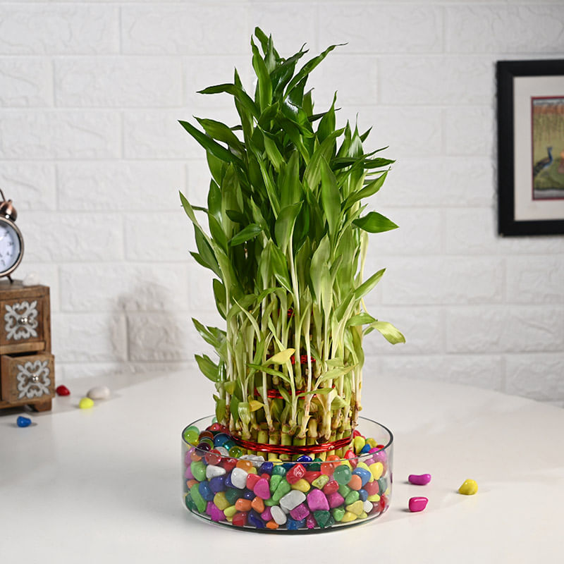 Charming Lucky Bamboo In Elegant Glass Vase