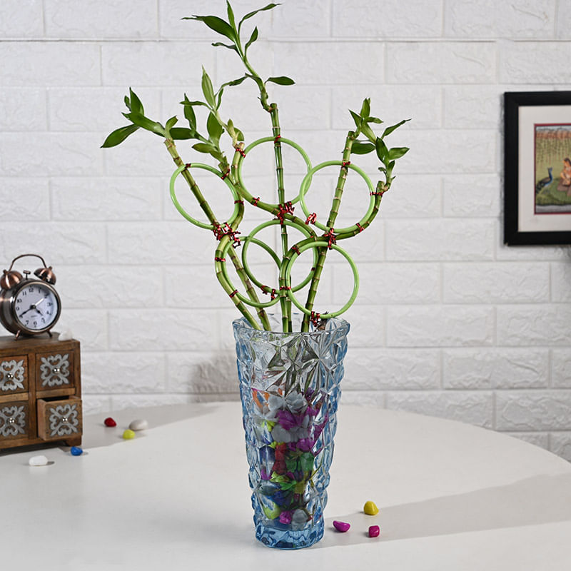 Eight Shape Lucky Bamboo In Glass Vase