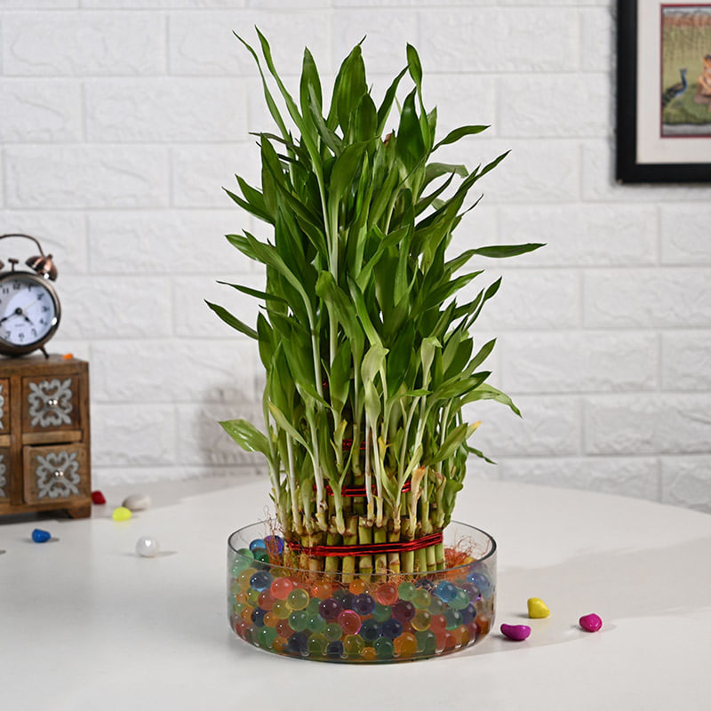 Five Layer Lucky Bamboo In Thali Vase