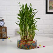 Five Layer Lucky Bamboo In Thali Vase