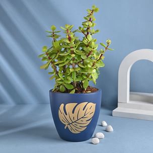 Elegant Jade Plant In Blue Pot