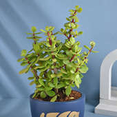 Elegant Jade Plant In Blue Pot