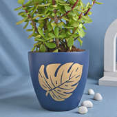 Elegant Jade Plant In Blue Pot