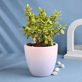 Jade Plant In Chic Gradient Pot