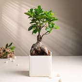 Ficus Bonsai In Square Ceramic Pot